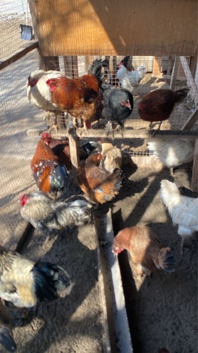 Тауык пен Кораз.