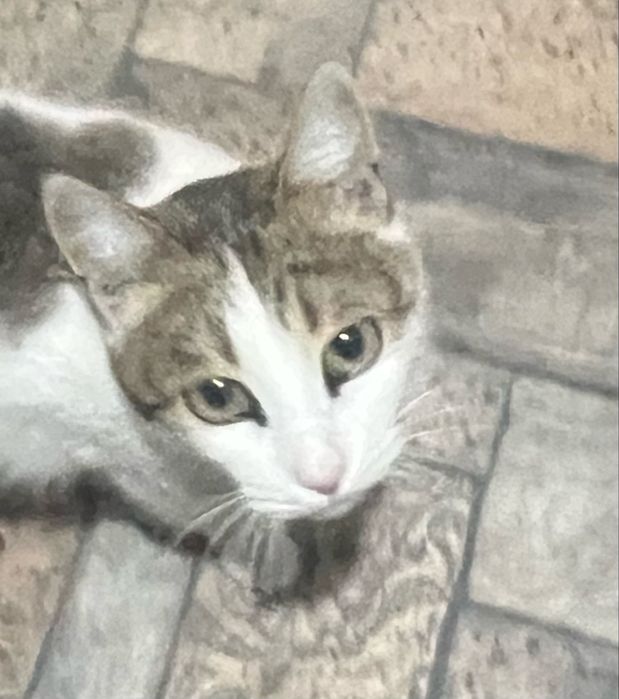 Отдам в добрые руки