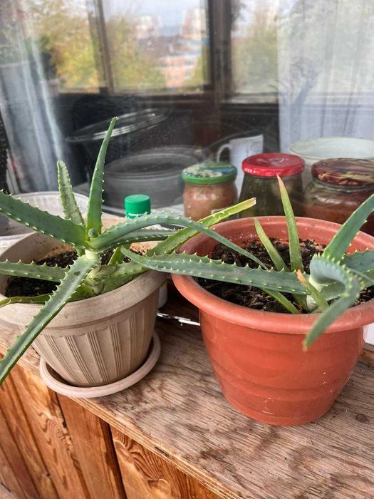 продам алоэ столетник