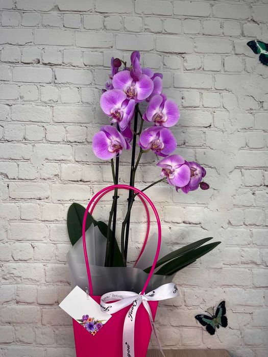 ОРХИДЕИ в горшке