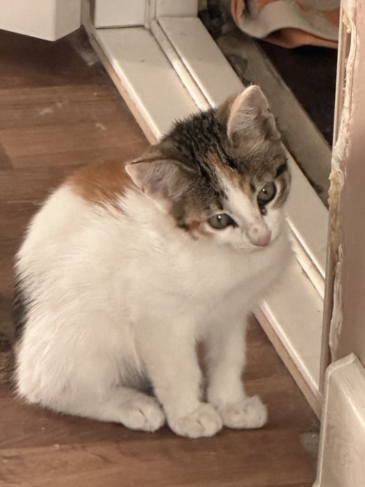 Котята ищут семью