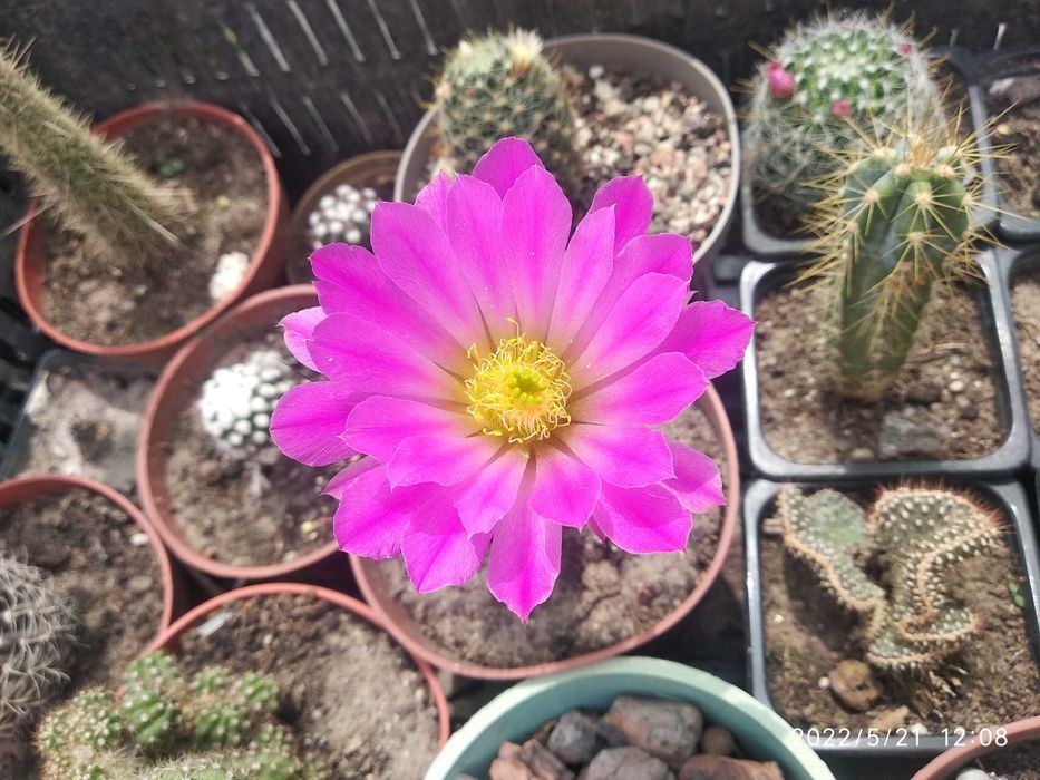 Цветы комнатные разные