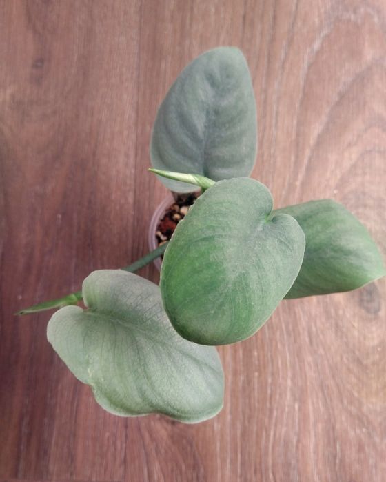 Сциндапсус Платинум, Сильвер Клауд