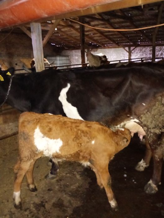 Vaci de vanzare cu vițeii lângă ele