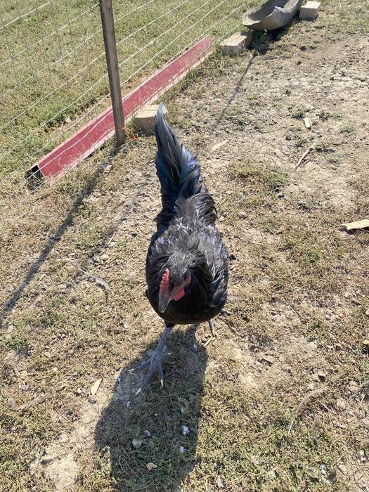 Cocosi australorp