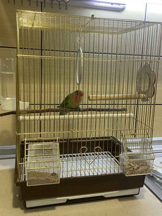 Попугай, краснолицый неразлучник