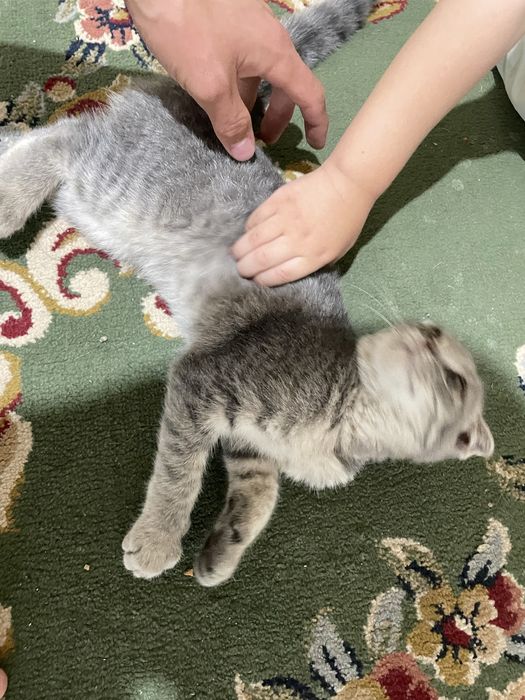 Шотландский кошка спокойная