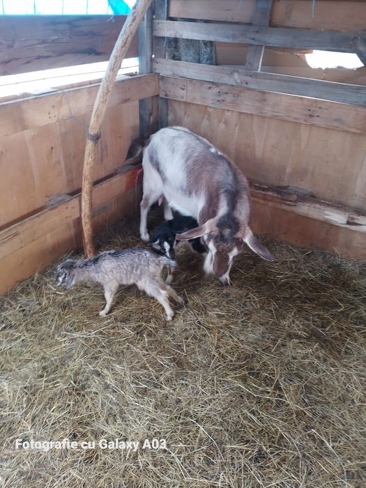 Capre tuggenburg și turingian