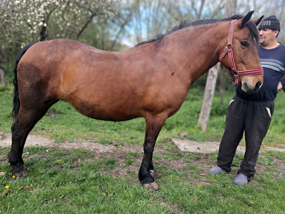 Vând iapă 9 ani informații la telefon