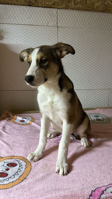 Ищу дом  щенкам королевских кровей