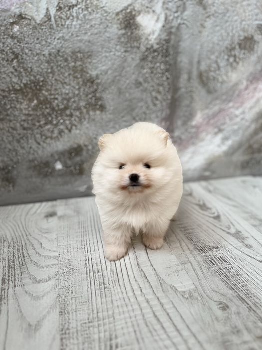 Малки померанчета