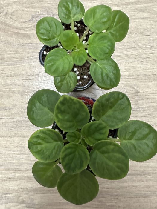 Фиалка(детки) валеска розарот