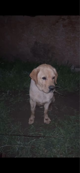 Лабрадор молодой