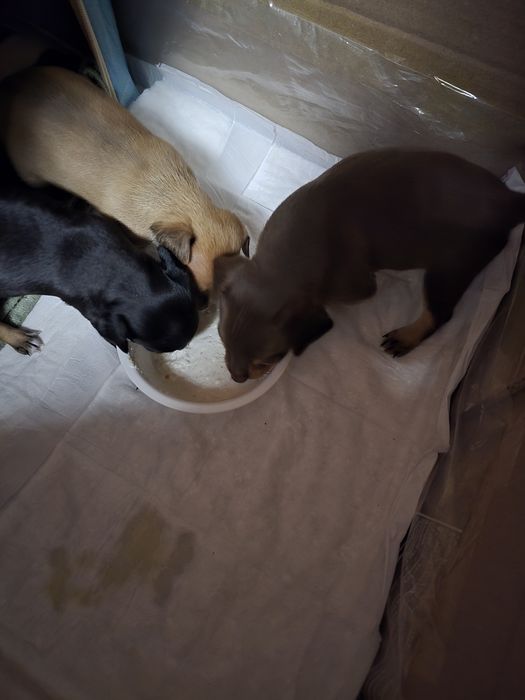 Продаются щенки той терьера