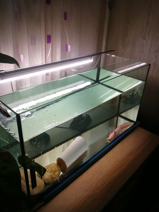 Аксолотъл с аквариум
