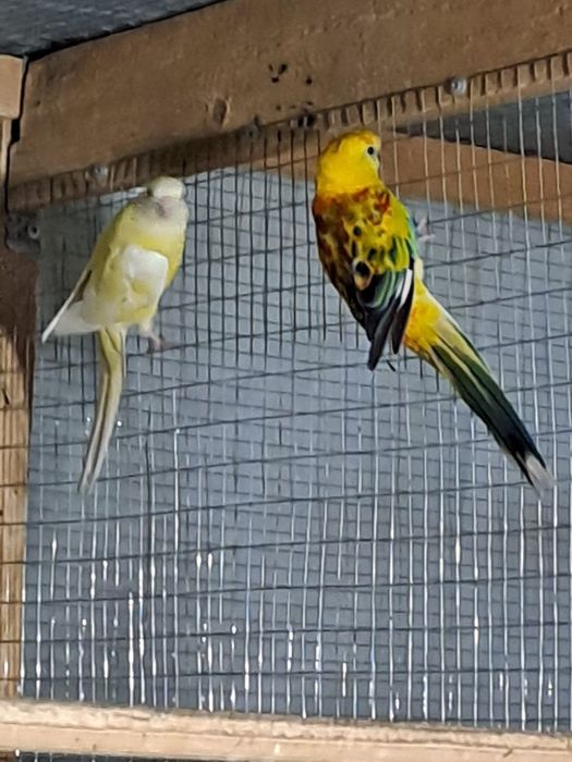 Рубин пепчик куши пара сотилади