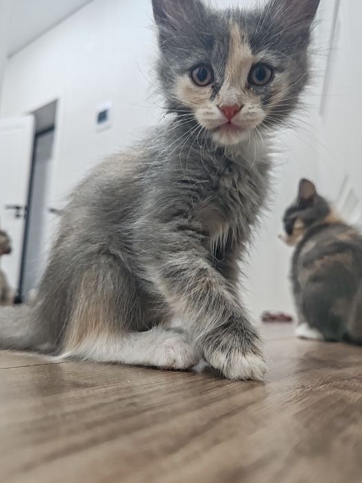 котята даром девочки