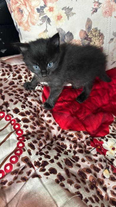 Отдам котят в добрые руки