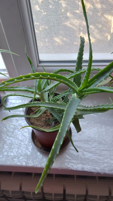 Алоэ лекарственное