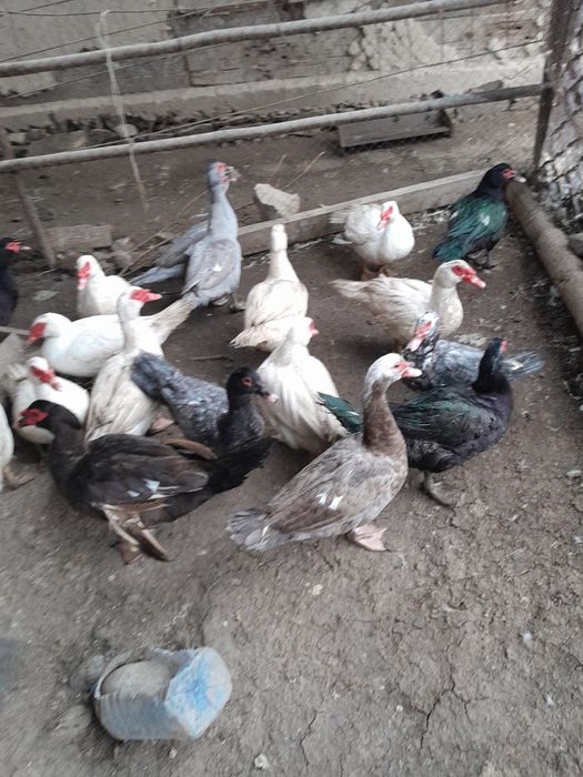 Индоутка, шипун үйрек жұмыртқасы сатылады