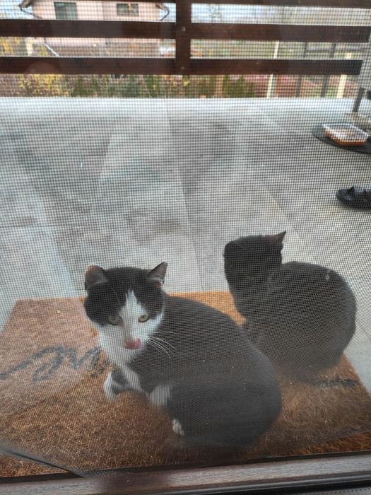 Pisici dragute  spre donare