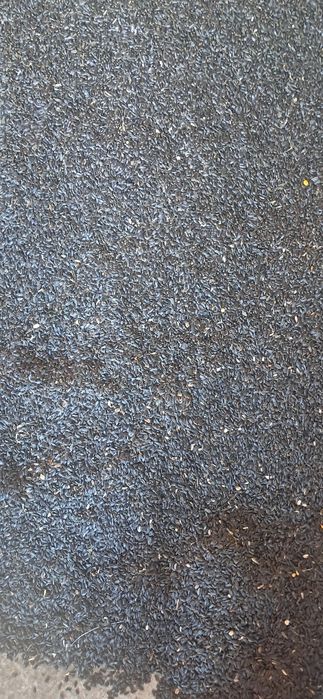 Vând floarea soarelui