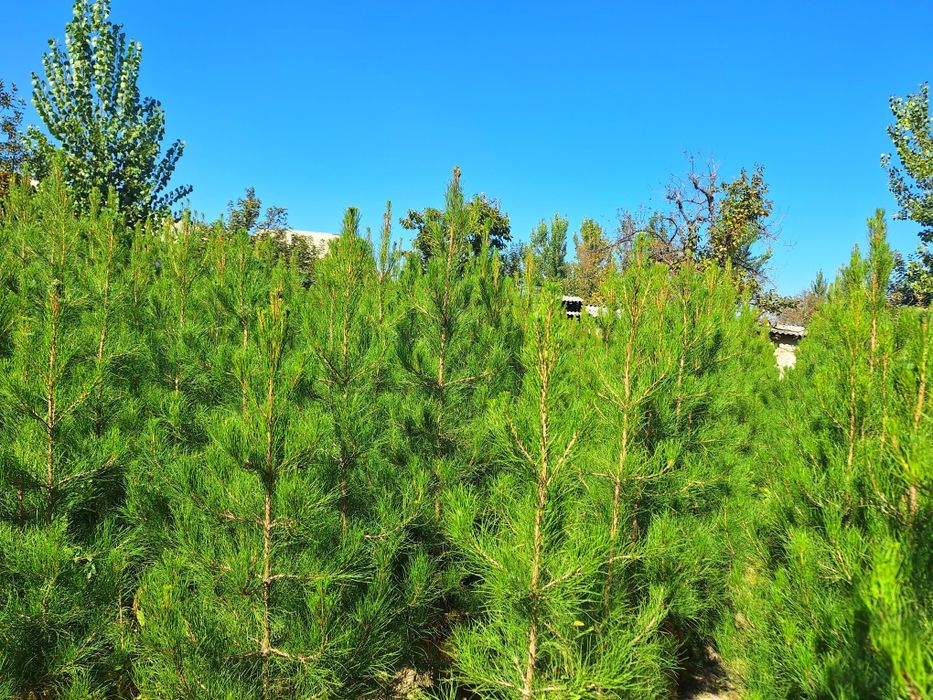 Павлония. Ва  Терак.