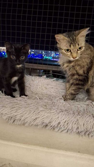 Срочно милые котята