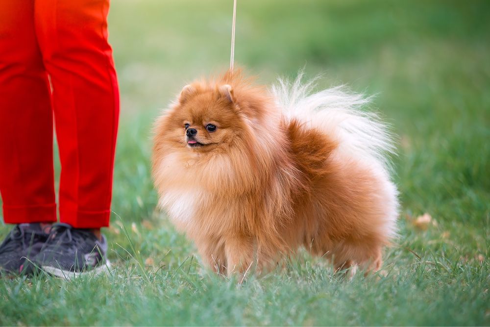 Вязка Померанский Шпиц