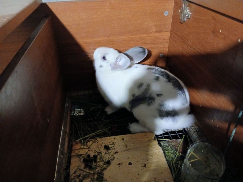 Продаются кролики с