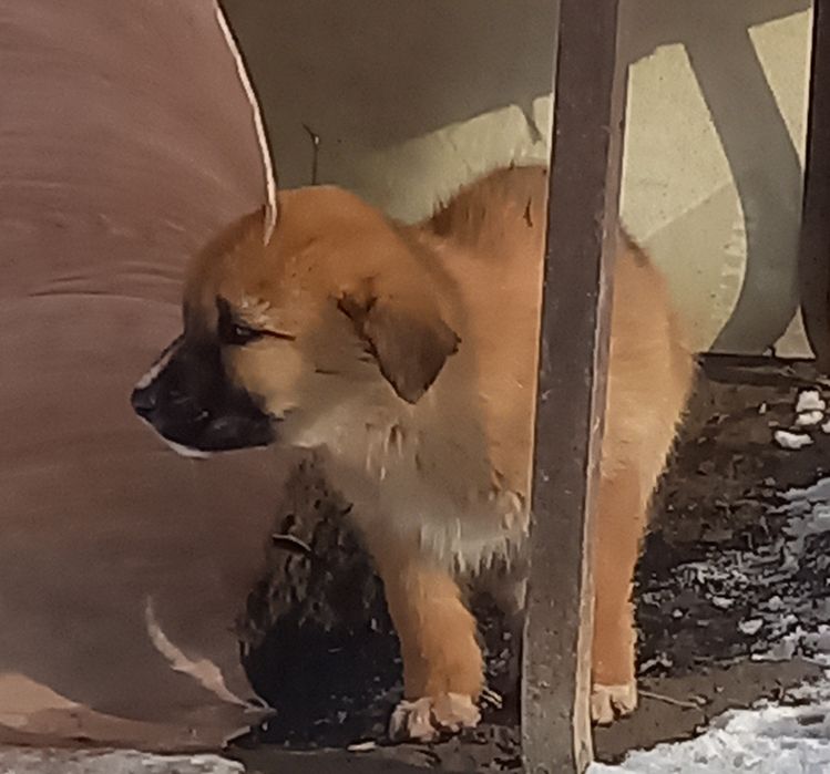 Щенки бесплатно, в добрые руки