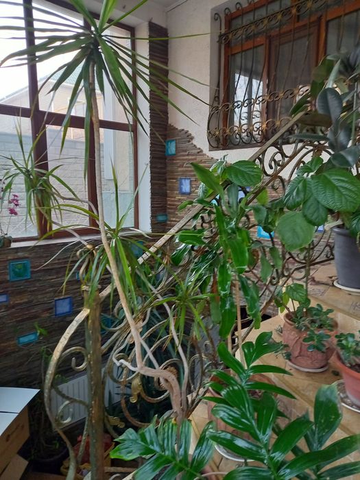 Тропические растения