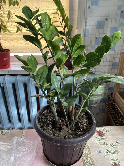 Долларовое дерево