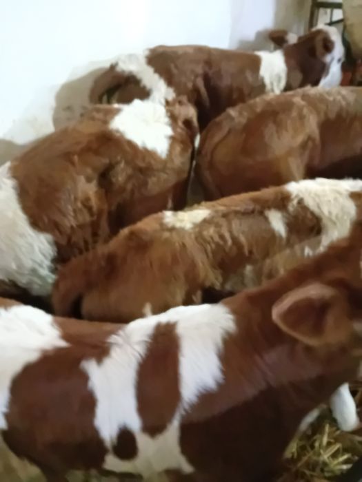 Taurasi și vitele baltate