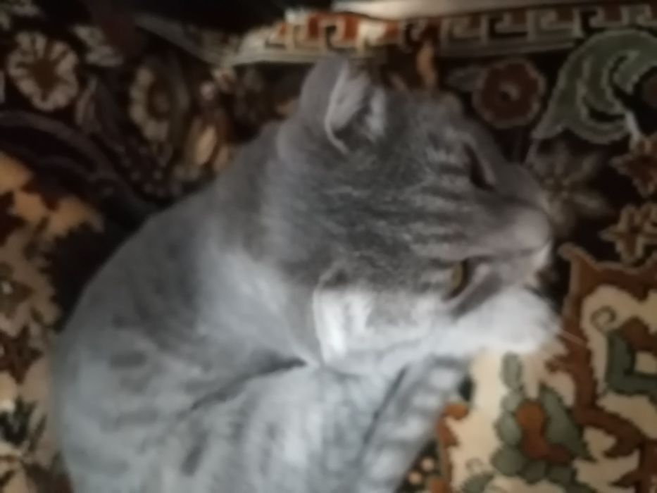 Шотландский Вислоухий кот