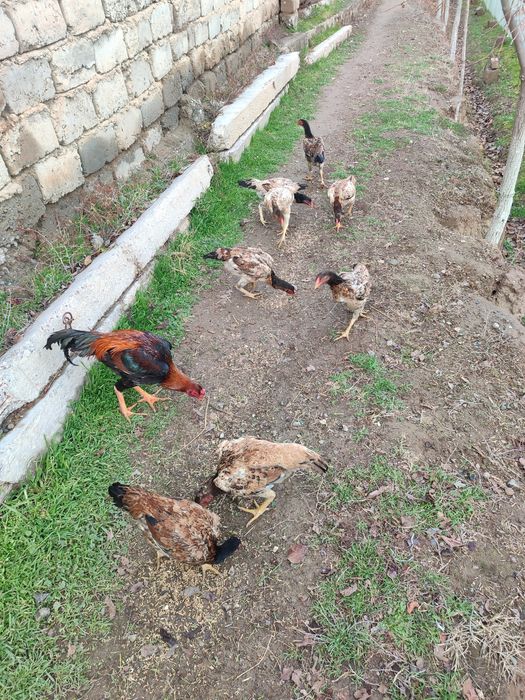 Joʻja mokilar sotiladi 8 dona tuxum berib boshladi manzil Termiz tuman