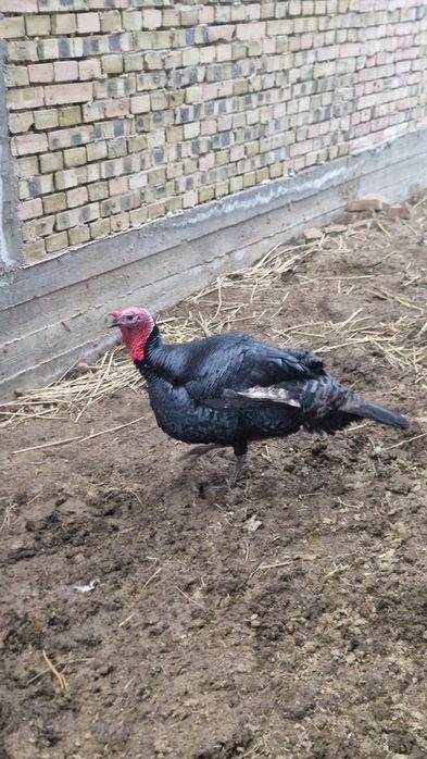 Молодые индюшки (срочная продажа)