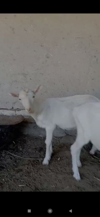 Эчки боллари сотилади ёзда тугилган 2 дона така ишлаши зўр