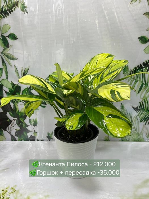 Комнатные  растения
