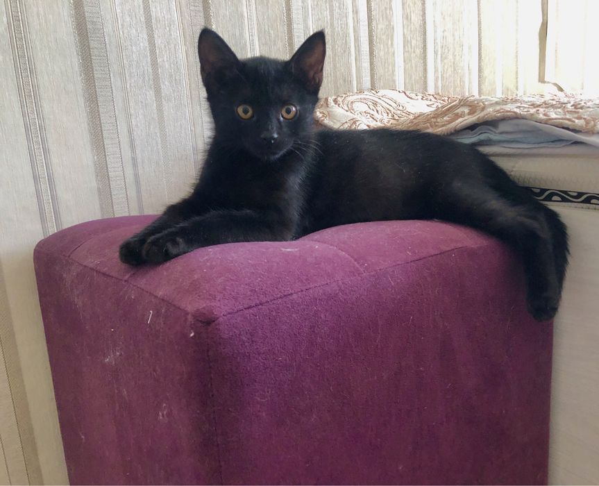 Котенок пантерка в добрые руки.Бесплатно