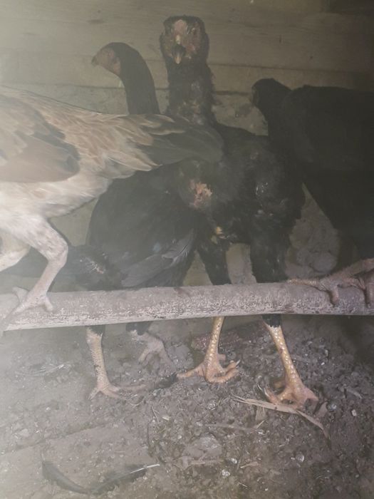 Бойцовые петушки и курочки