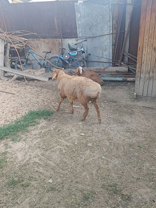 Қой сатылады 2 еу