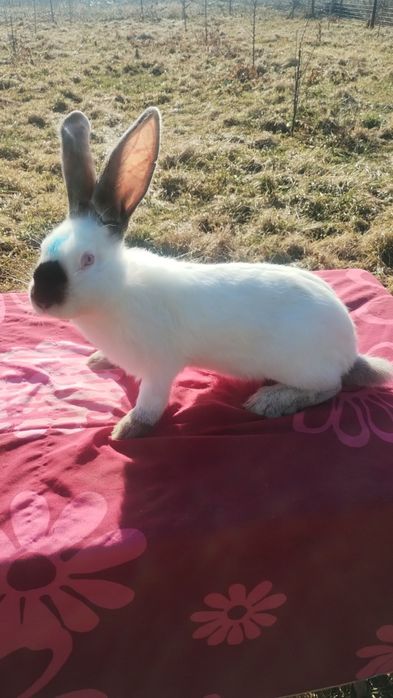 Iepuri Uriaș de Transilvania