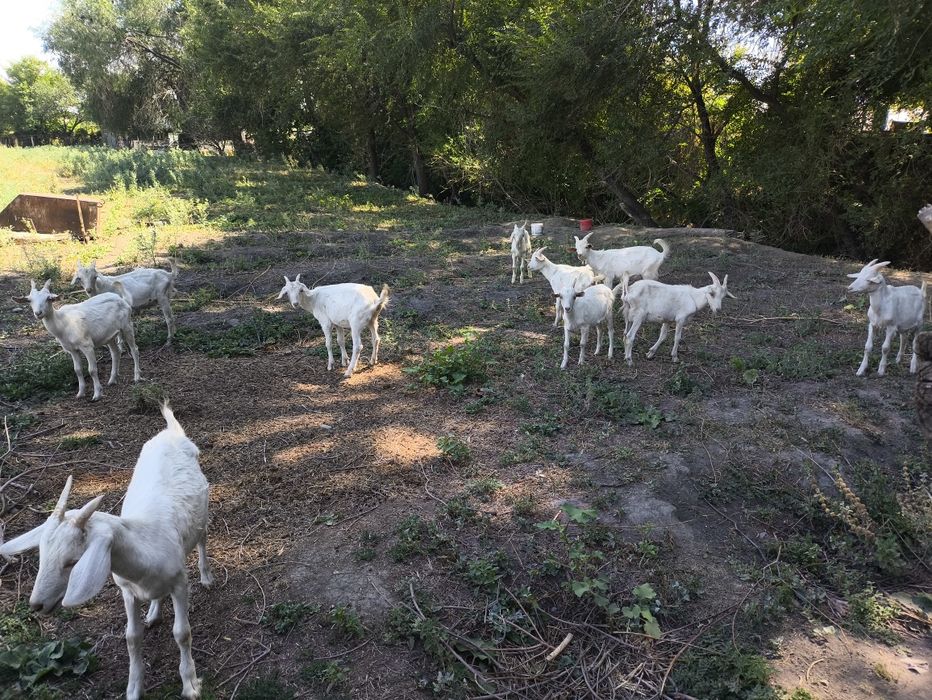 Зааненская, сүтті ешкілер