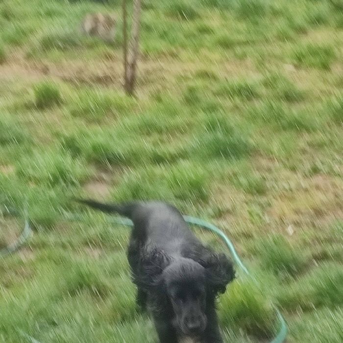 Куче кокер шпаньол за подробности пишете