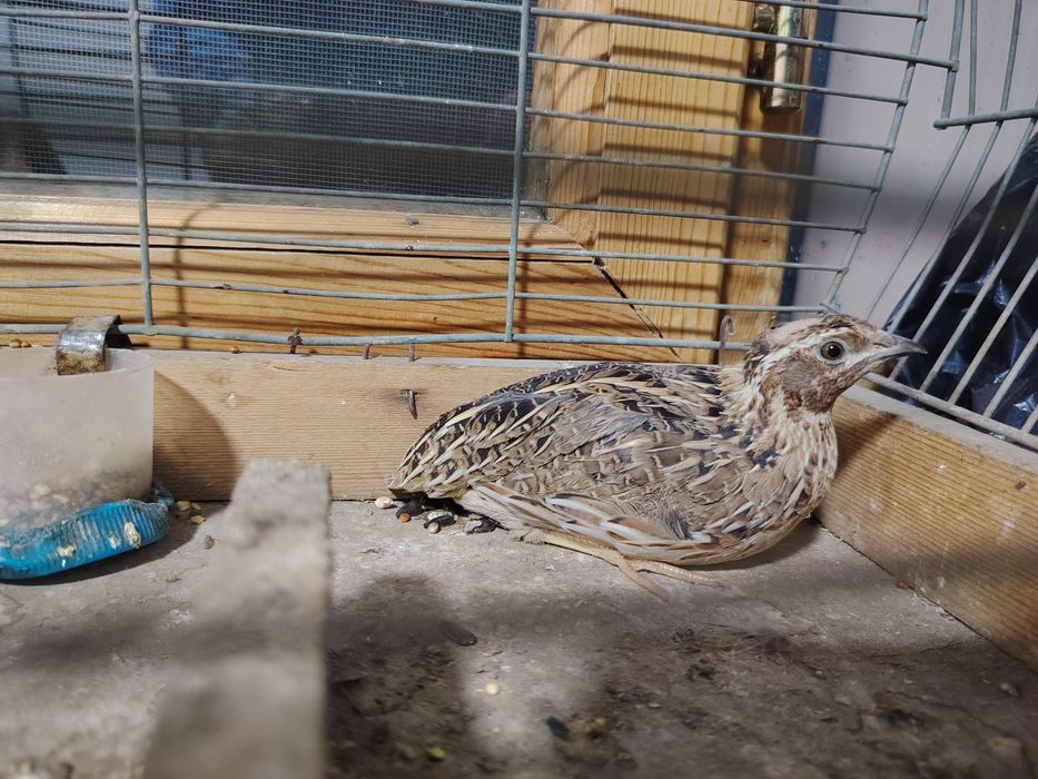 Urushqoq bedana chempion