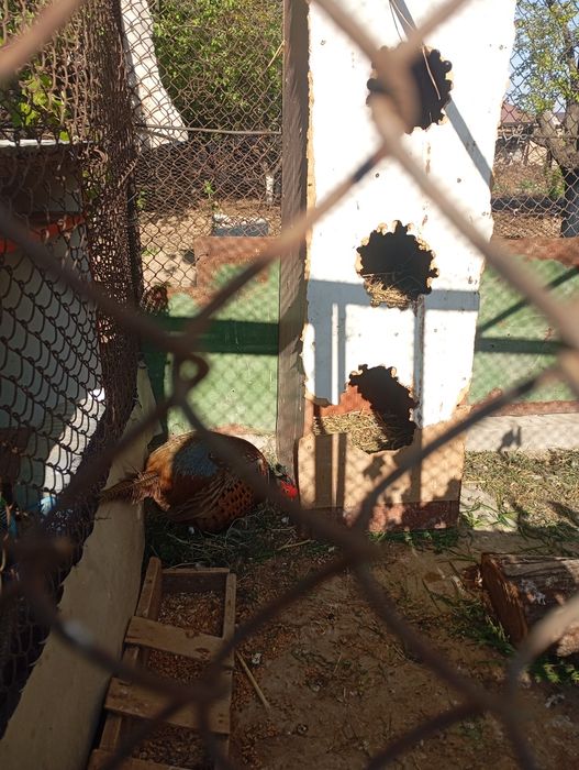 Фазан самец возможно бартер