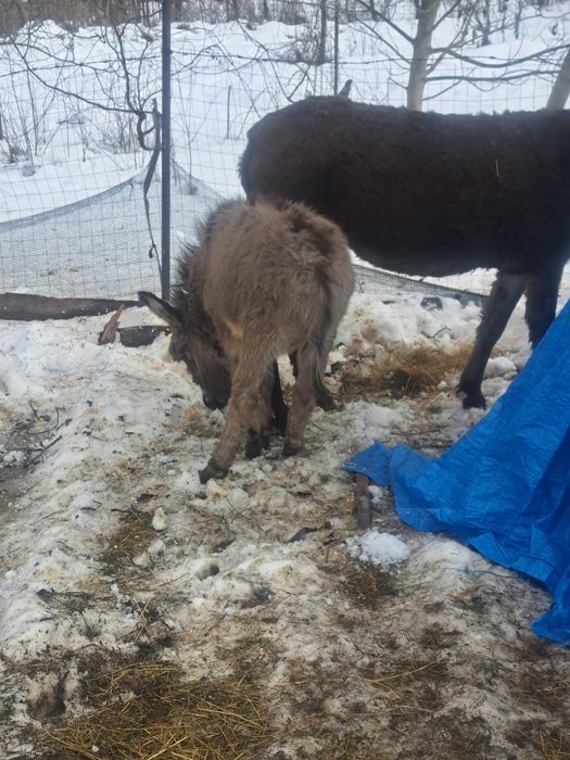 Vând magăriță cu pui de 3 luni