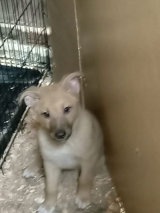 Отдам в добрые руки