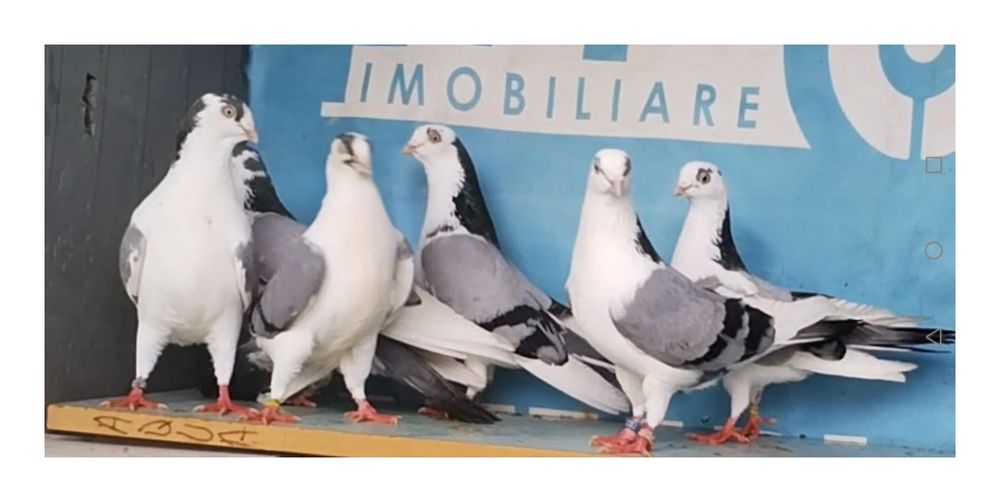 Porumbei jucători de Galați